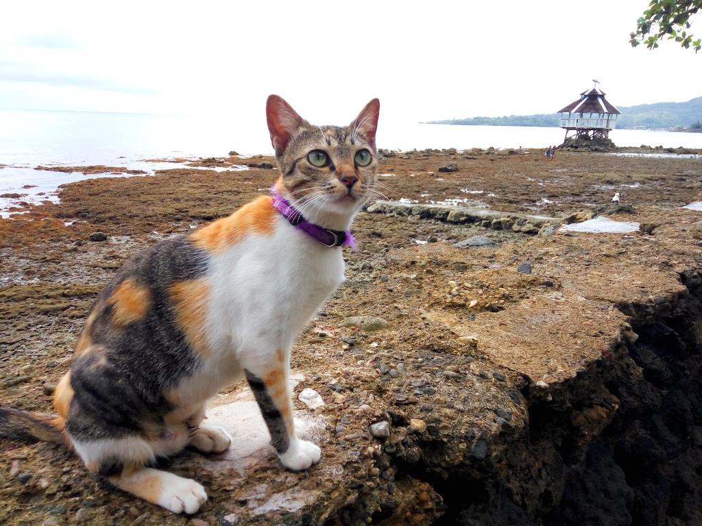 Jagna Paseo Del Mar Seaside Inn מראה חיצוני תמונה